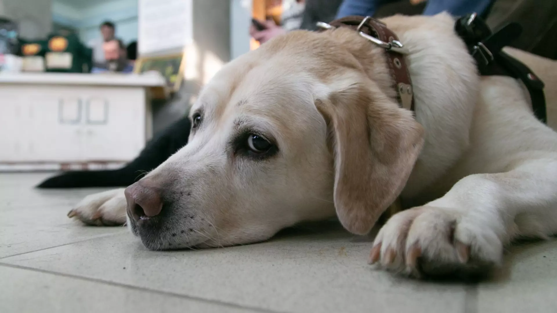Что такое бабезиоз и почему после укуса клеща можно потерять собаку