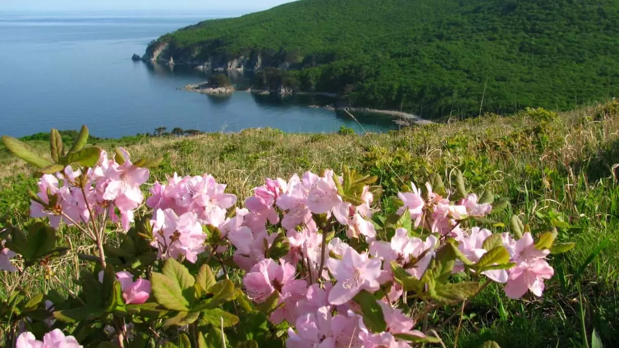 Рододендрон на полуострове Гамова во Владивостоке