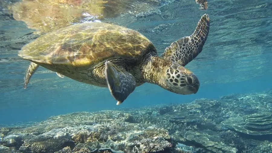 Вблизи Галапагосских островов можно встретить редких морских животных
