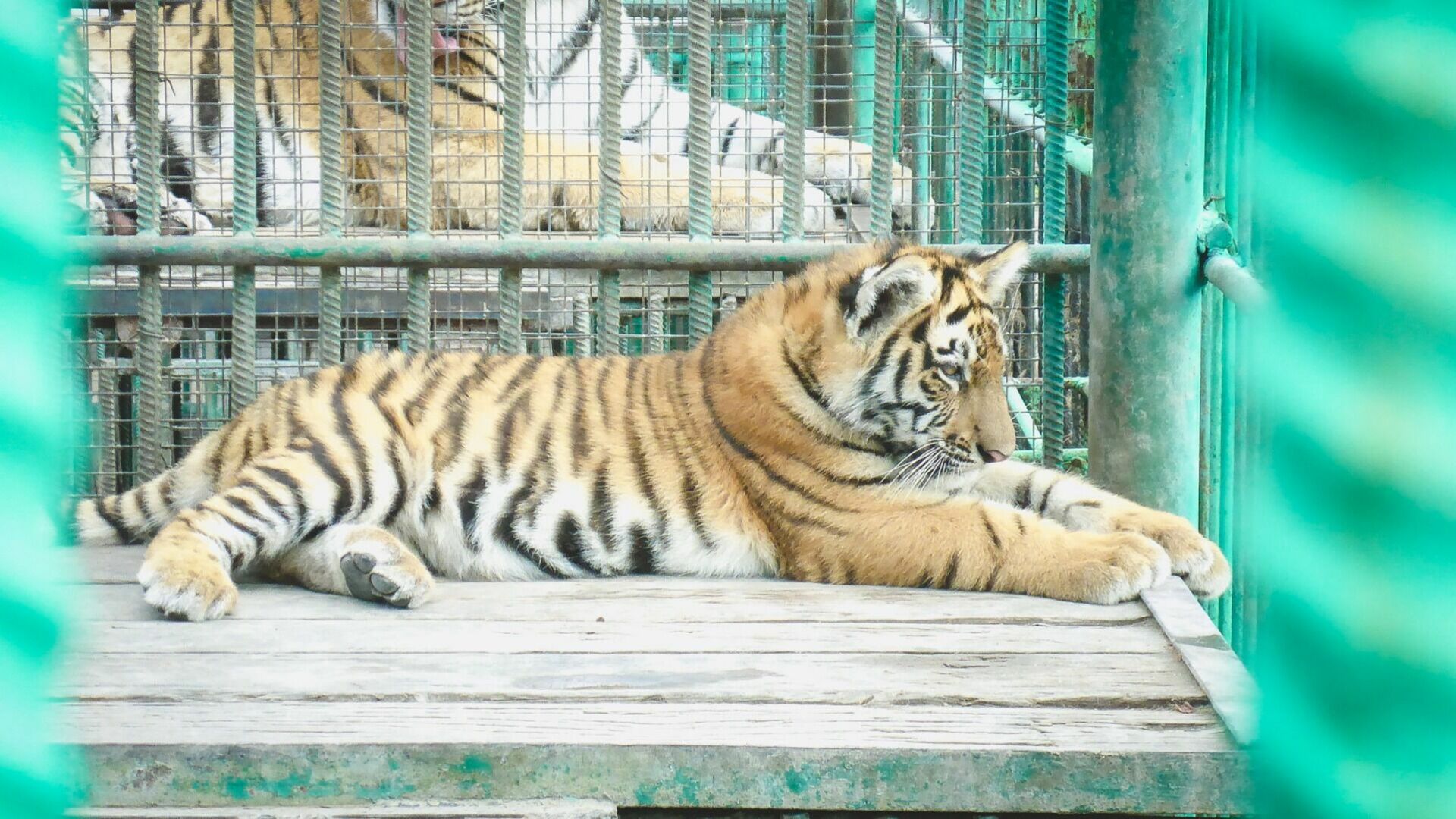 Сотрудники Ленинградского зоопарка успешно вернули в клетку сбежавшего тигра