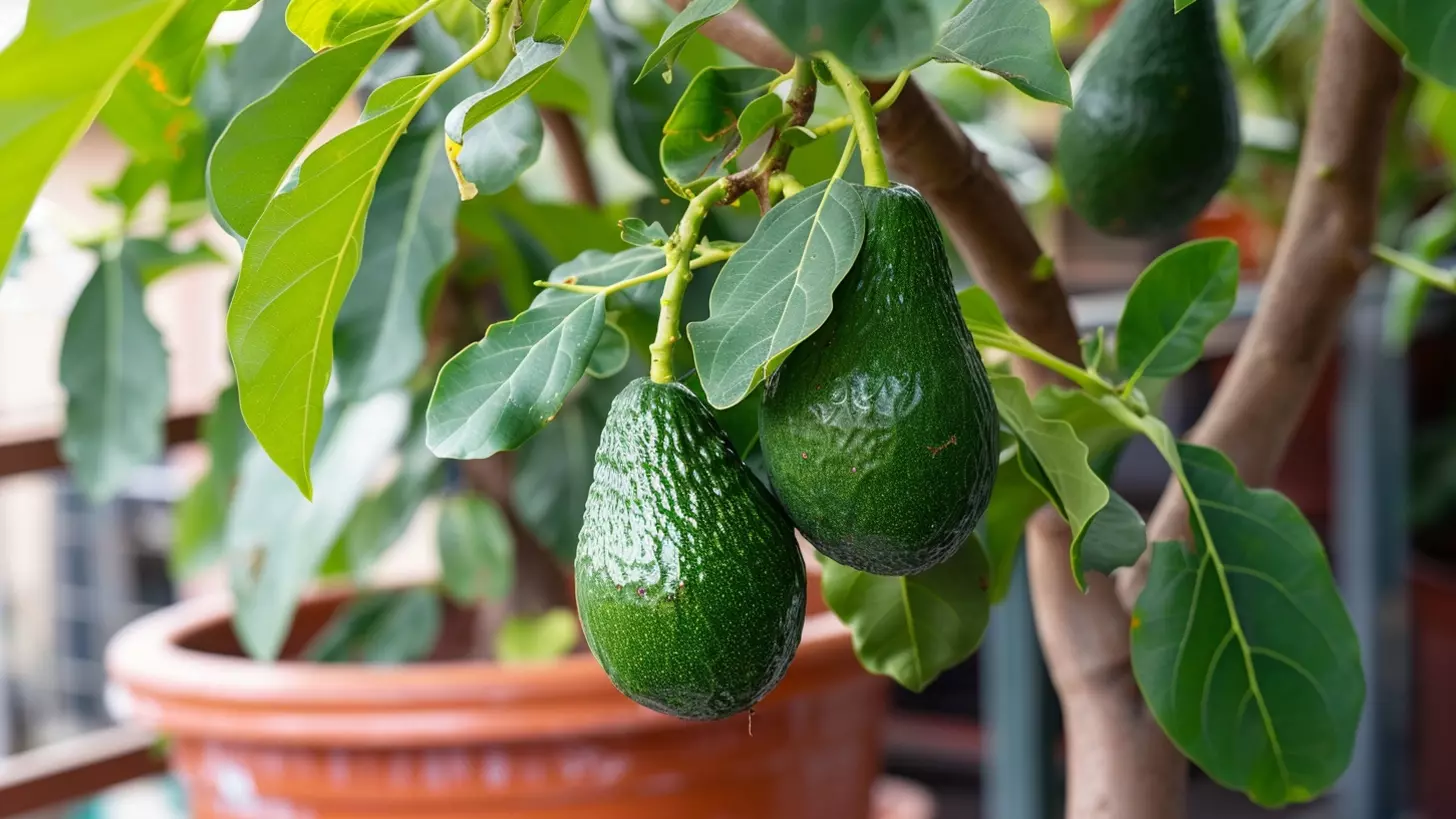 Авокадо из косточки в домашних условиях может вырасти в настоящее дерево