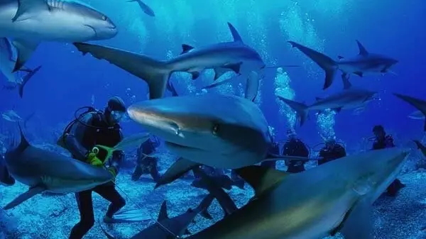 Поблизости от Мальпело обитает более двухсот молотоголовых и тысячи шелковистых акул