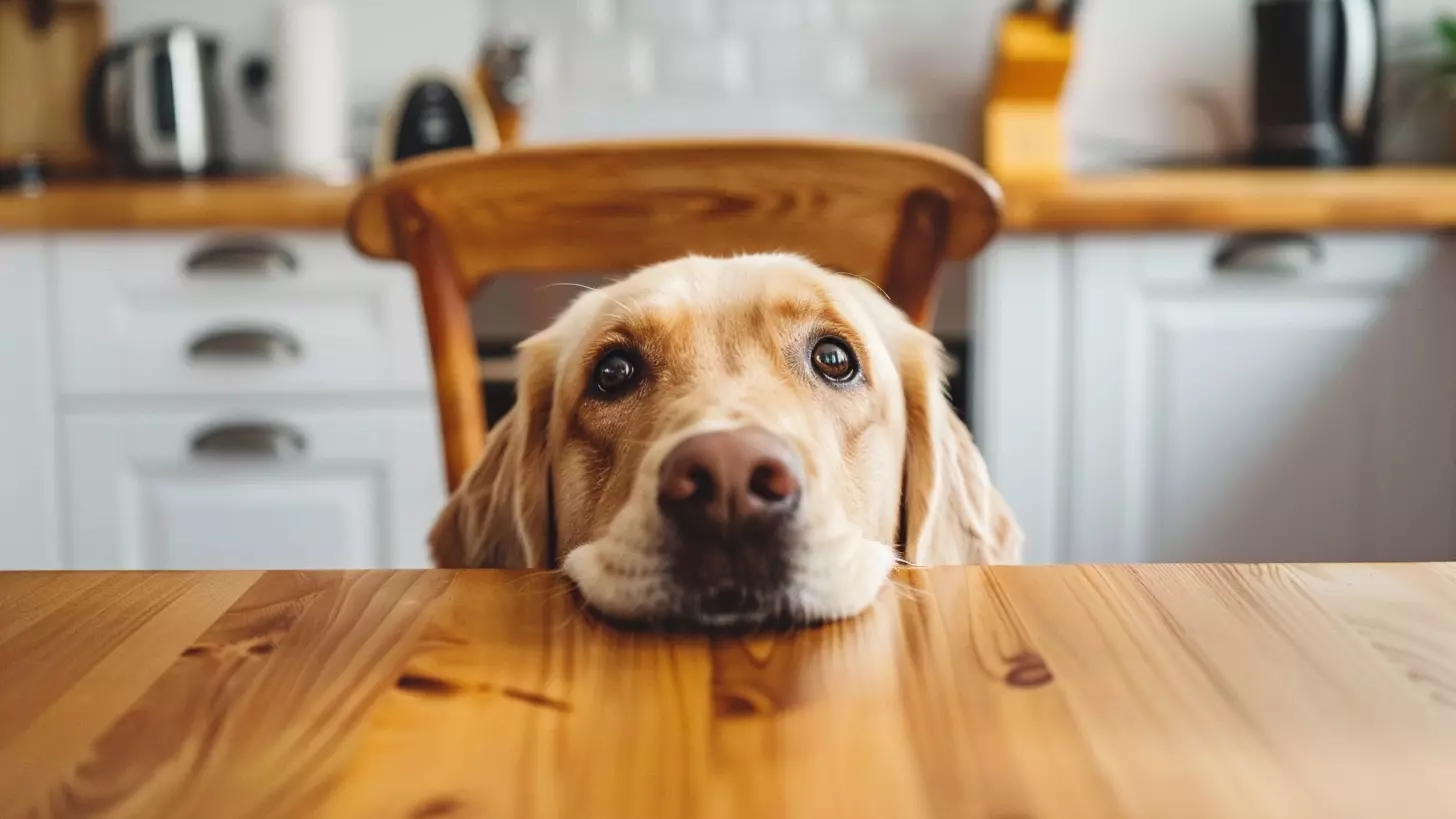 Почему нельзя кормить собаку со стола и чем это может обернуться