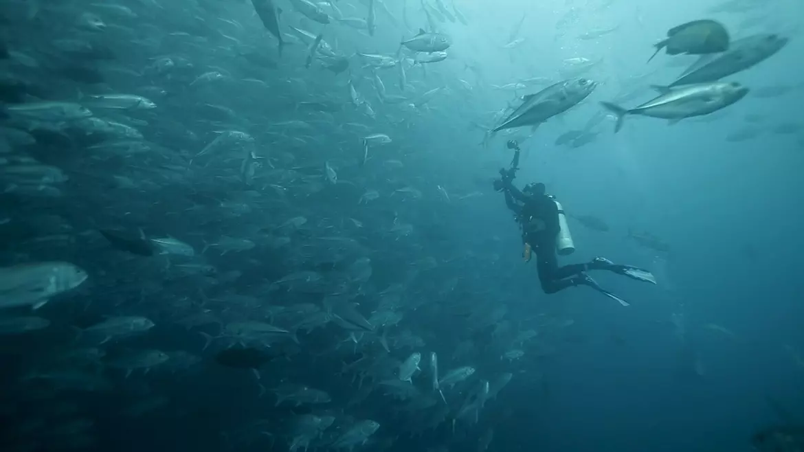 На Мальпело можно встретить гигантских морских окуней, тунца, китовых акул