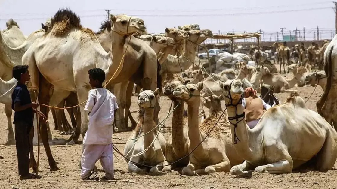 Верблюжий рынок в Эр-Рияде: ожидание vs реальность