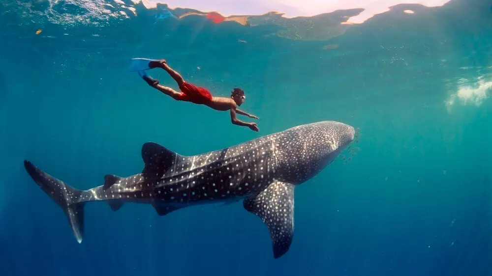 На Мальдивах обитает множество китовых акул