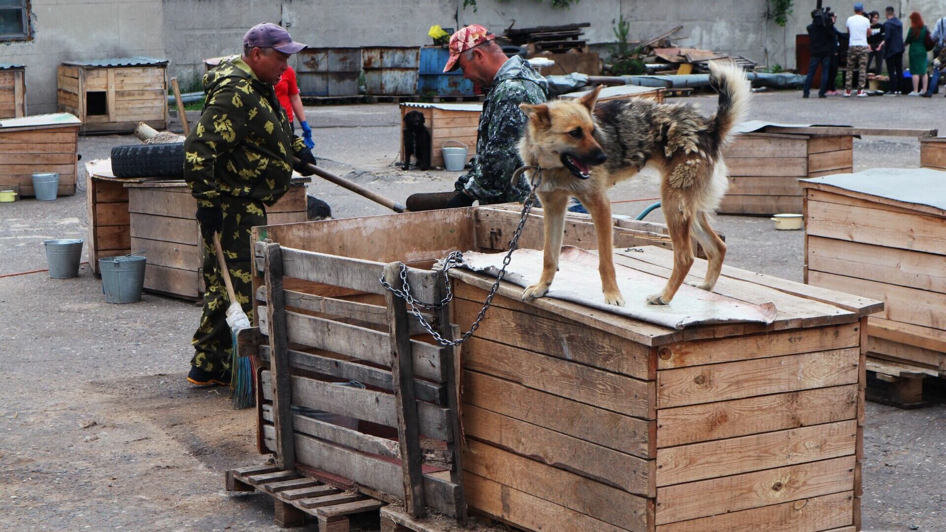 Служебных собак обучают определять взрывчатки НАТО