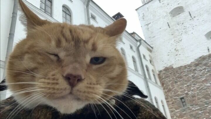 Сэр Филимон, хозяин Выборгского замка среди кошек, ушел из жизни