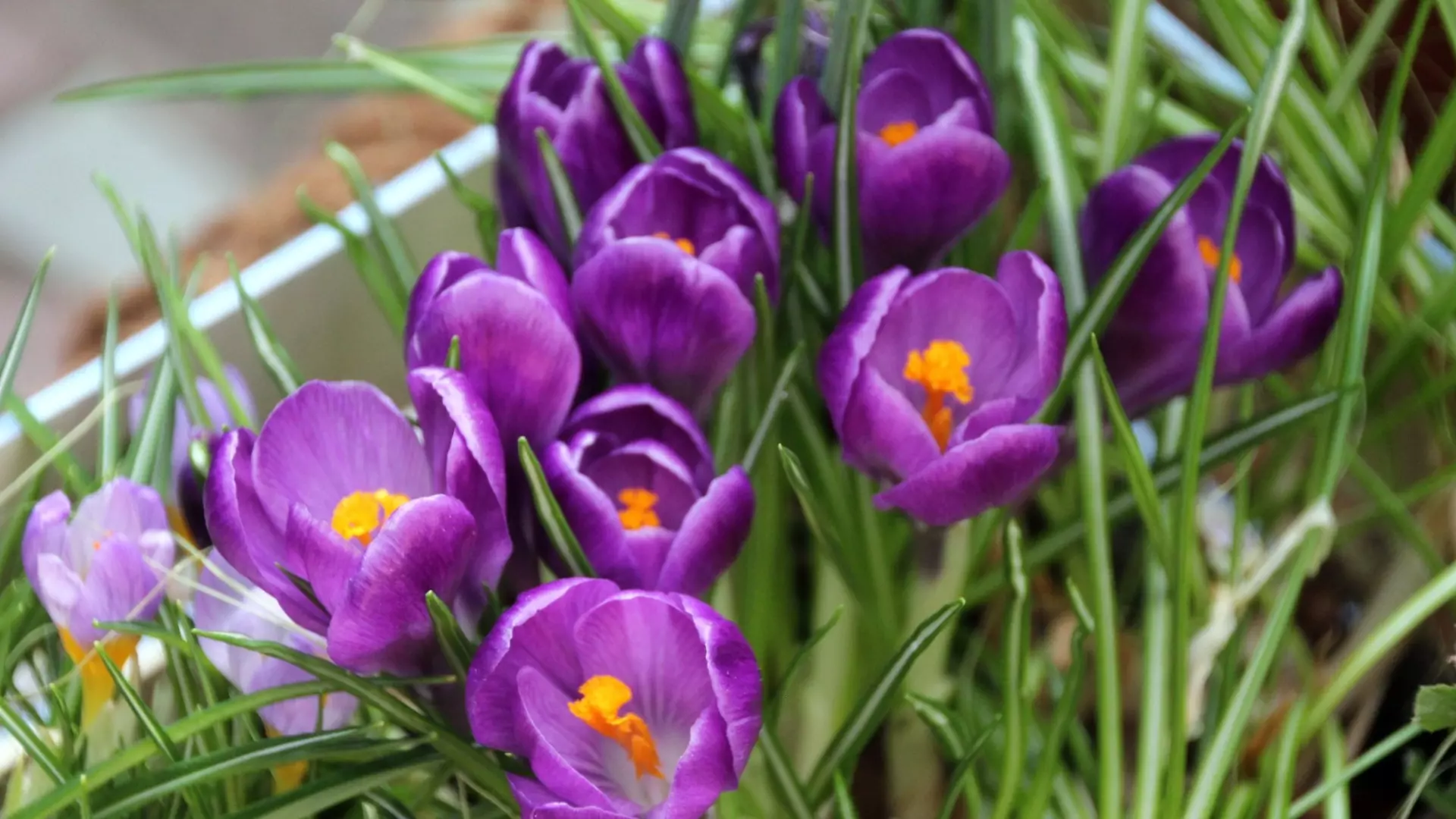 10 весенних цветов, которые вы забыли посадить у себя на участке