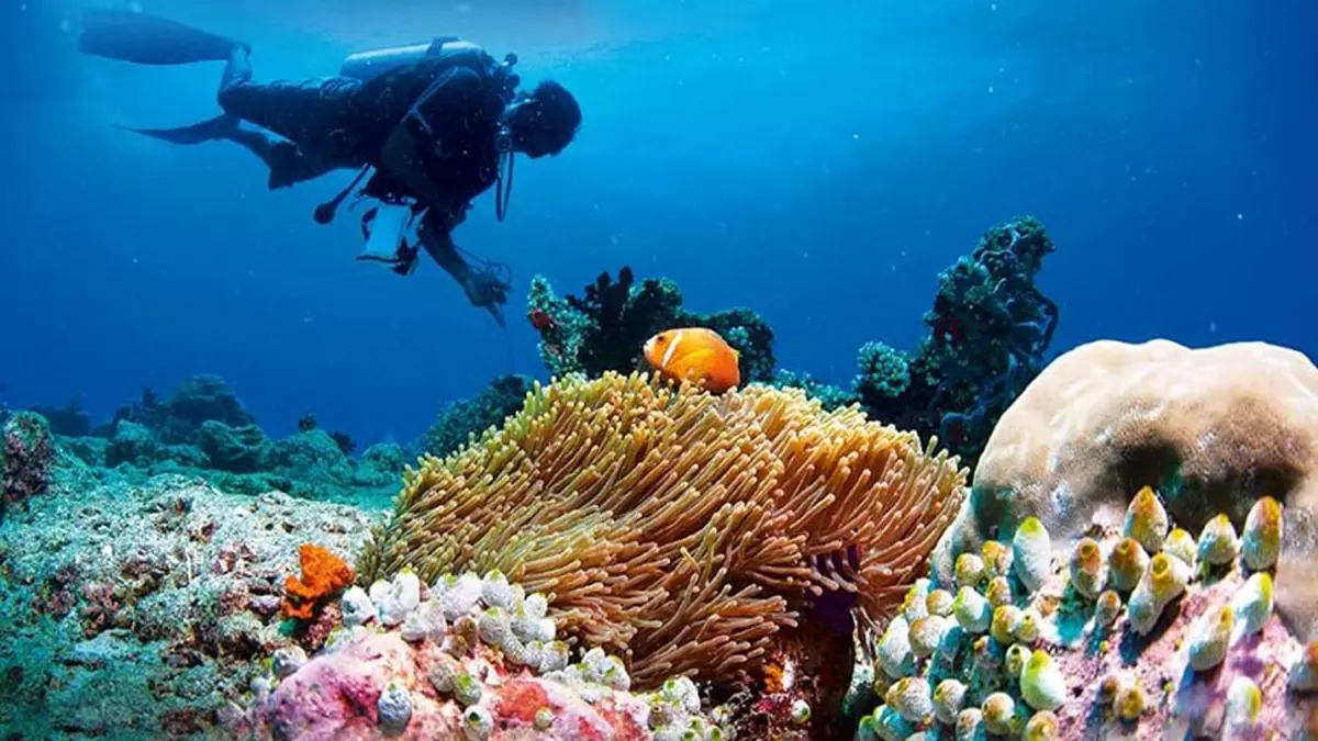 На Мальдивах можно полюбоваться на красивейшие коралловые рифы