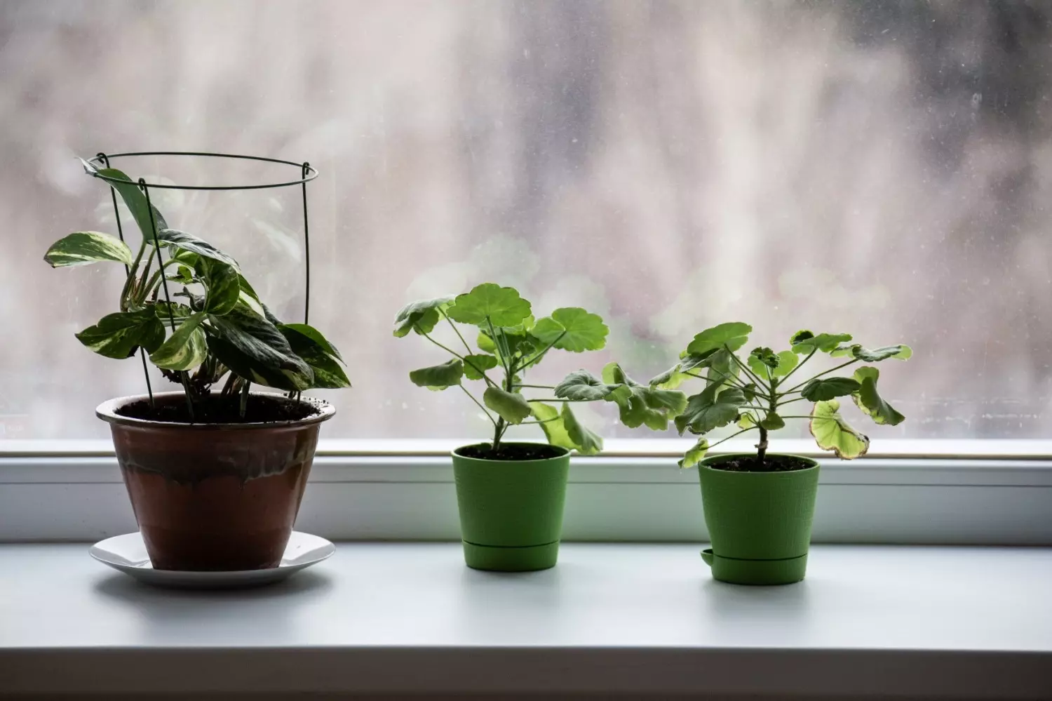 Покупка весной живых комнатных растений является наилучшим временем для их роста и цветения