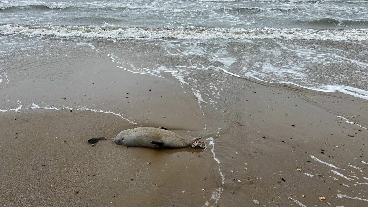 Фонд "Компас" совместно с учеными ДГУ установит причину гибели тюленей Каспия