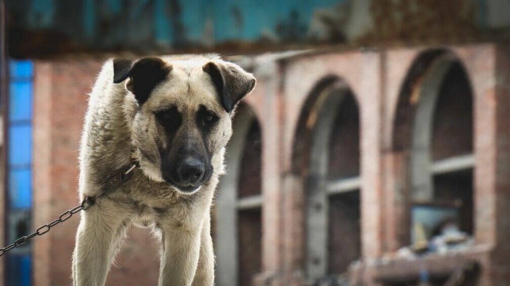 ЗакС Петербурга предложил ввести штрафы за выгул опасных собак без намордника