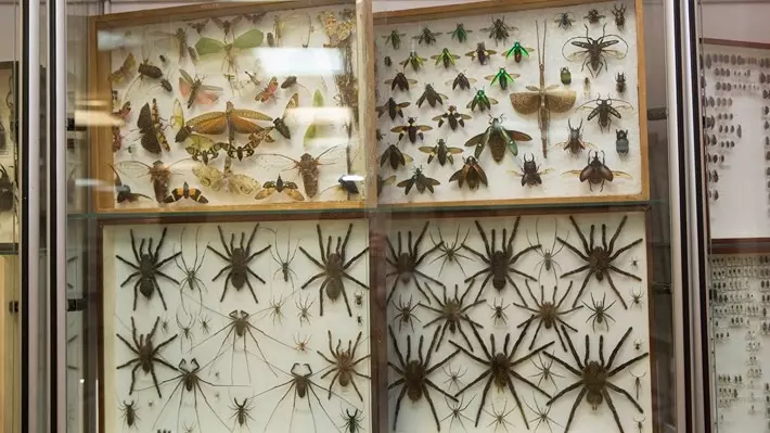 Клаудиа Шиффер коллекционирует редких жуков или пауков